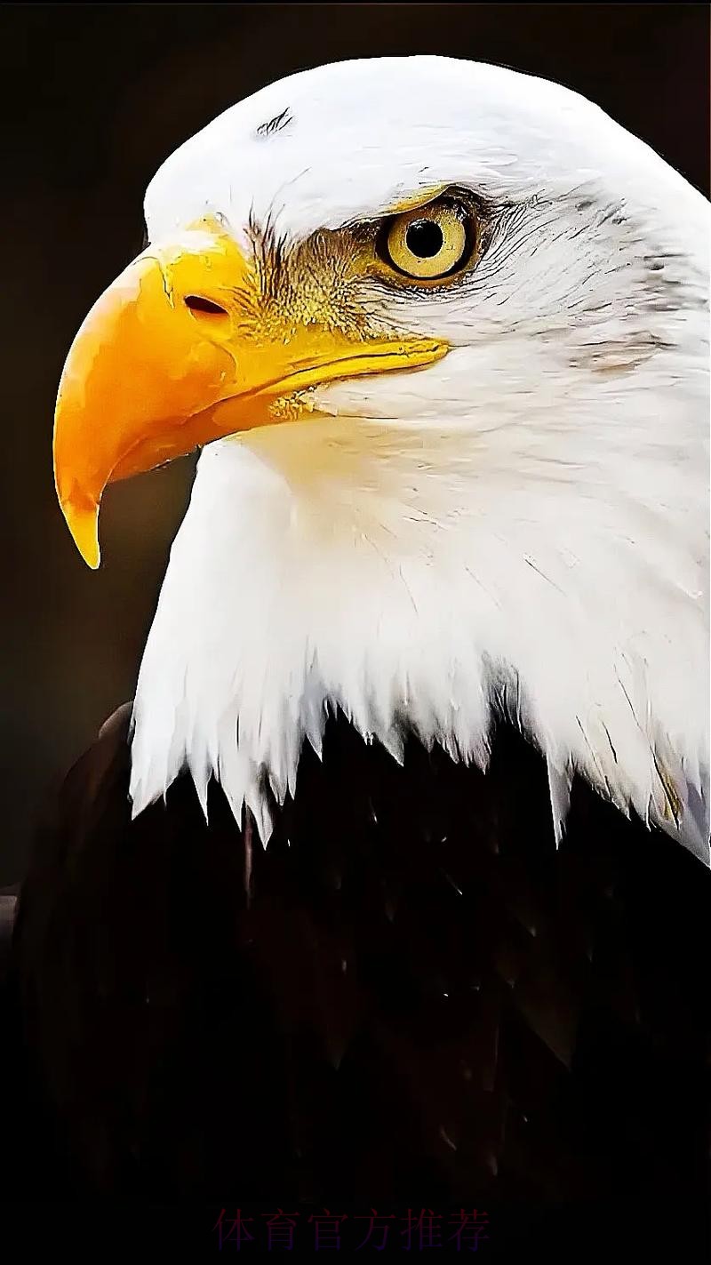 无限期休战,最大赢家出现!老鹰认清现实,火速解散东决班底 无限期休战,最大赢家出现!老鹰认清现实,火速解散东决班底